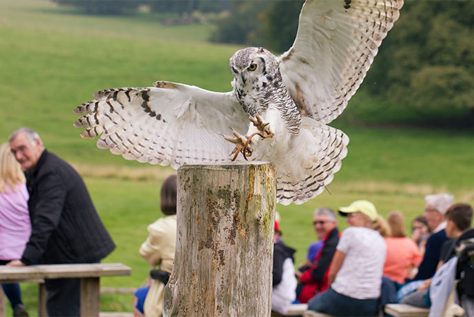 A great horned owl landing on a wooden post during a demonstration at the National Centre for Birds of Prey in Yorkshire